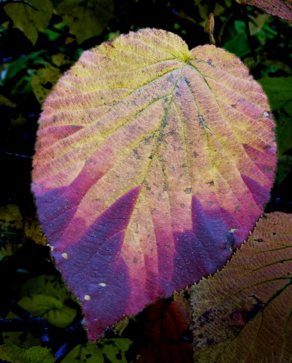 05 Viburnum 6754a.jpg